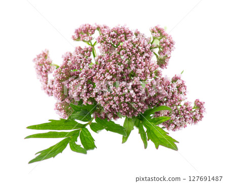 Valerian flowers isolated on white background. Valeriana officinalis. Medicinal herbs. 127691487