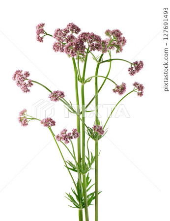 Valerian flowers isolated on white background. Valeriana officinalis. Medicinal herbs. 127691493