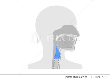 Larynx anatomy poster 127691498
