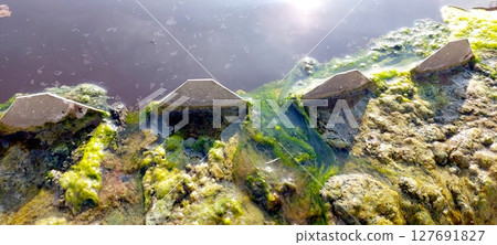 Algae: Effective Water Purification in Nature With Visible Growth and Filtration Algae: Effective Water Purification in Nature With Visible Growth and Filtration 127691827