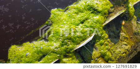 Algae Thriving on Surface During Water Purification Process in Natural Habitat Algae Thriving on Surface During Water Purification Process in Natural Habitat 127691829