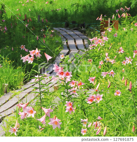 Scenery of Himesayuri in Bloom 127691875