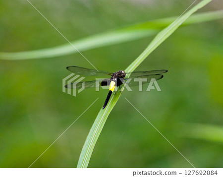 腹黃蜻蜓Koshia蜻蜓♀ 腹黃蜻蜓Koshia蜻蜓♀ 127692084