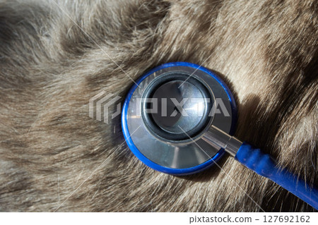 Veterinary stethoscope on animal fur - closeup of medical equipment for pet 127692162