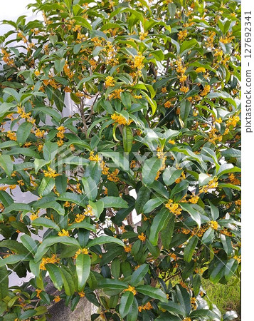 Osmanthus flower 127692341