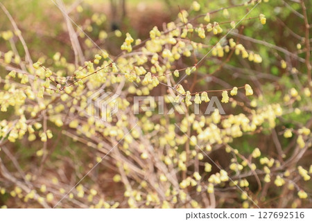 Hyuga Mizuki flowers in full bloom 127692516