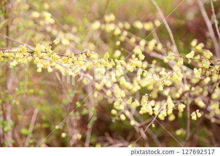Hyuga Mizuki flowers in full bloom 127692517