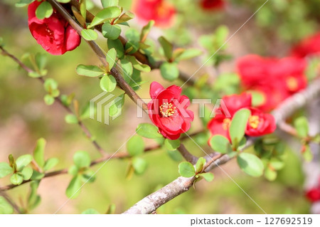 模糊的鮮花 127692519