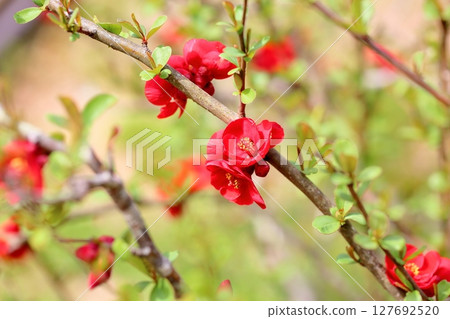 模糊的鮮花 127692520