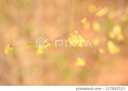 日向水木花盛開 127692523