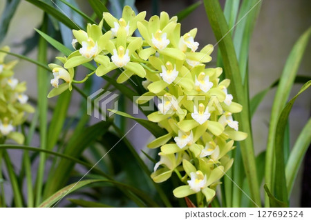 蘭花蕙蘭花 蘭花蕙蘭花 127692524