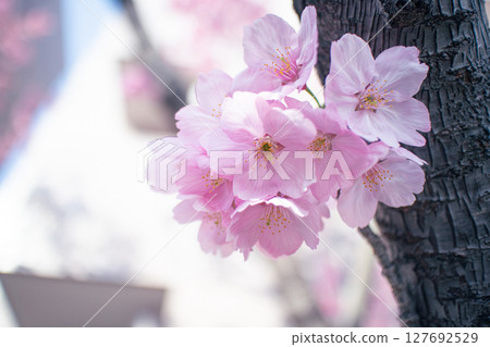 Pink cherry blossoms 127692529