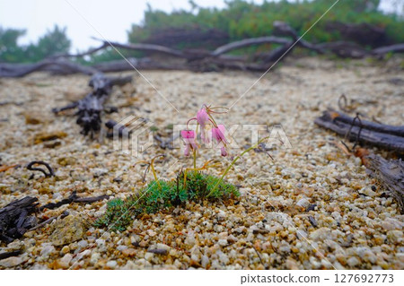 烏帽子山附近的荷包牡丹 127692773