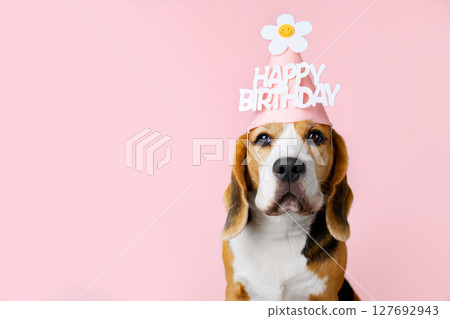 Birthday celebration with a beagle wearing a festive hat against a soft pink background 127692943