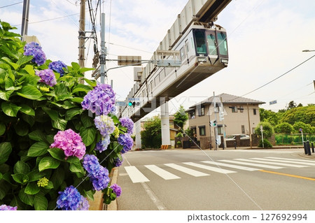Hydrangeas looking up at the Shonan Monorail 127692994