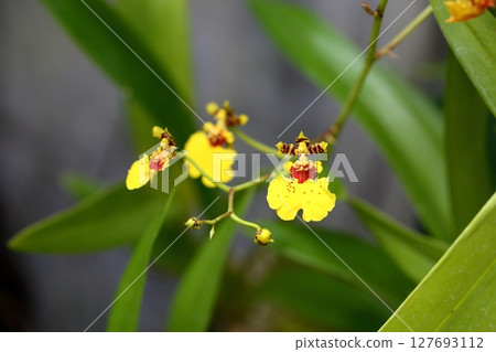 Orchid flower Oncidium 127693112