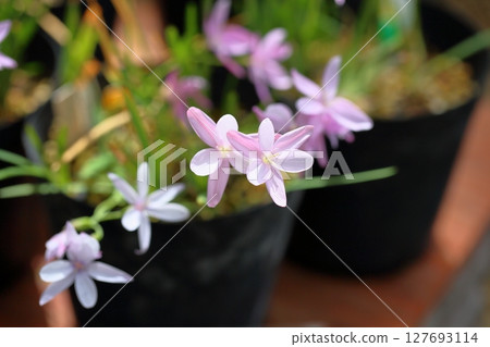 Hesperantha porciflora flower 127693114