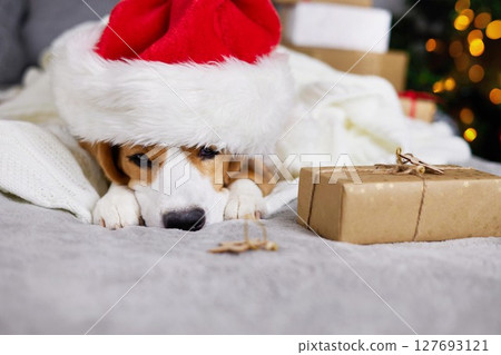 A beagle dog in a Santa Claus hat is lying on the bed and sleeping 127693121