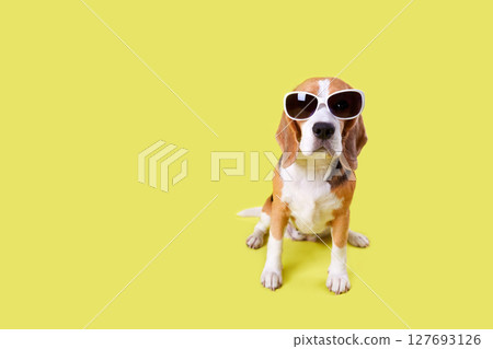 A beagle dog wearing sunglasses on a yellow isolated background. A beagle dog wearing sunglasses on a yellow isolated background. 127693126