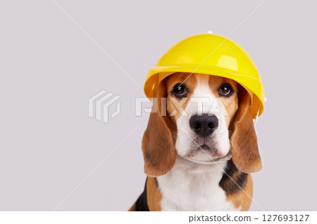 A beagle dog in a construction helmet on a grey isolated background A beagle dog in a construction helmet on a grey isolated background 127693127