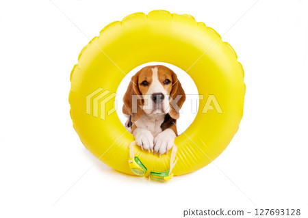 A beagle dog in an inflatable floating ring on a white isolated background. 127693128