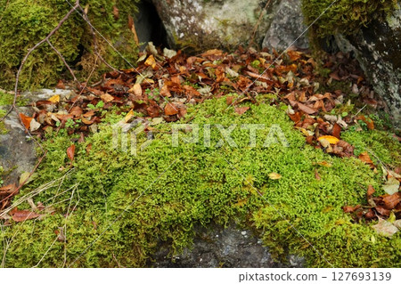 Mossy rocks and fallen leaves, late autumn scenery Mossy rocks and fallen leaves, late autumn scenery 127693139