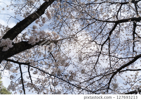 仰望櫻花枝與天空③ 127693213