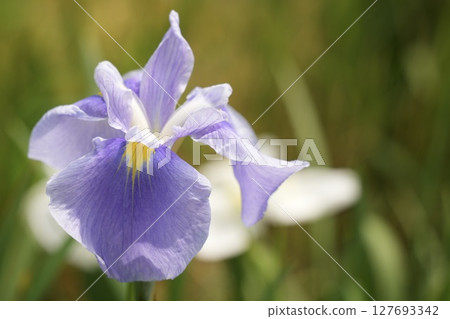 Beautiful purple flowers blooming Shining Iris in early summer 127693342
