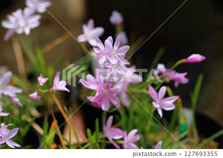 Hesperantha porciflora flower Hesperantha porciflora flower 127693355