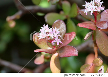 Crassula Flower Golden Princess Moon Crassula Flower Golden Princess Moon 127693358