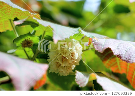 Don Bear flowers Don Bear flowers 127693359