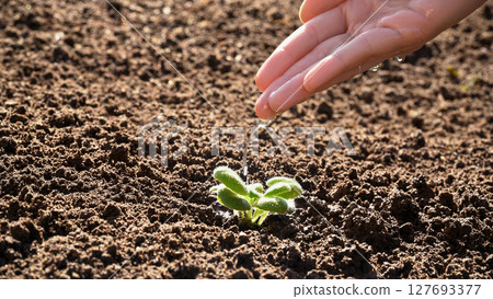 Farmer hand watering a young plant sprout on agricultural field at sunset. Concept of growth, care, sustainability, protecting earth, gardening, green environment, agriculture, spring works, new life Farmer hand watering a young plant sprout on agricultural field at sunset. Concept of growth, care, sustainability, protecting earth, gardening, green environment, agriculture, spring works, new life 127693377