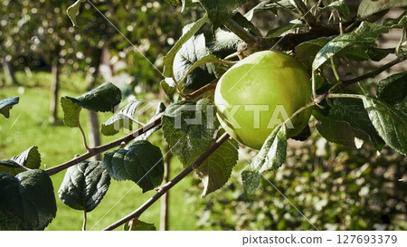 Close-up of a ripe green apple handing from a branch in an apple orchard, ready for picking. Sunny day. Cultivation of environmentally friendly fruits. Vitamin, healthy food, diet loss weight, vegan 127693379