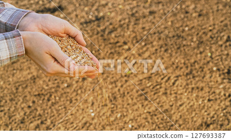 Close-up farmer's hands pouring seeds into fertile soil, symbolizing the beginning of a new agricultural season. Grower holding grain for sowing in field at sunset. Food business ads, ecology concept Close-up farmer's hands pouring seeds into fertile soil, symbolizing the beginning of a new agricultural season. Grower holding grain for sowing in field at sunset. Food business ads, ecology concept 127693387