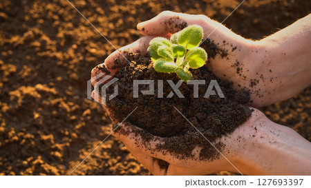 Farmer gently cradling a young plant in rich soil at sunset, symbolizing growth, environmental awareness, and sustainable agriculture, gardening, responsibility, new life, sustainable development ads 127693397