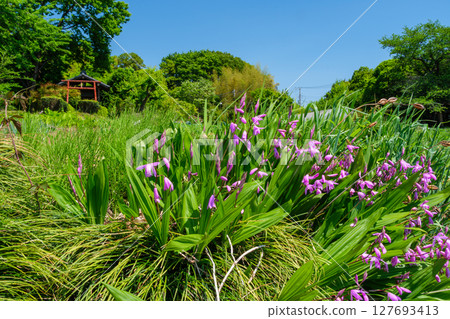 Fields and Silene Fields and Silene 127693413