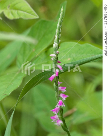 Flowering of the orchid perennial, Spiranthes crenata 127693490