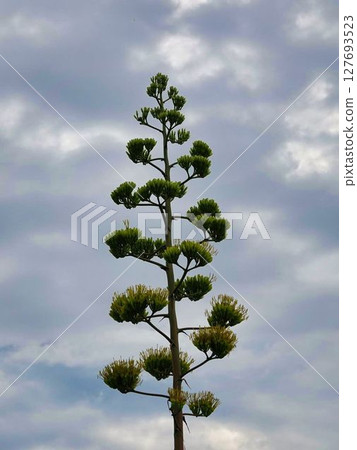 Agave: A flower that blooms once every 100 years 127693523
