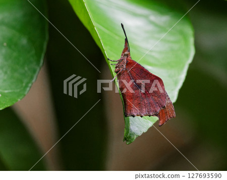 Proboscis butterfly of the Nymphalidae family perching on a leaf♀ Proboscis butterfly of the Nymphalidae family perching on a leaf♀ 127693590
