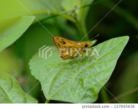 A yellow-spotted skipper resting on a leaf A yellow-spotted skipper resting on a leaf 127693636