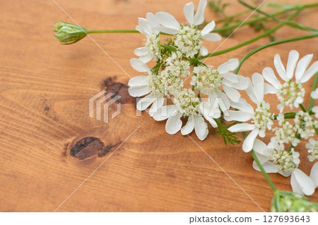 Pure white lace flower and buds 127693643
