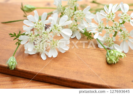 Pure white lace flower Pure white lace flower 127693645