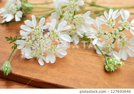 純白色蕾絲花和花蕾 純白色蕾絲花和花蕾 127693646