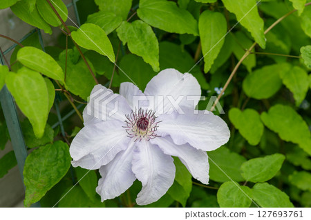 Light purple clematis in full bloom Light purple clematis in full bloom 127693761