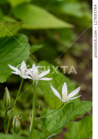 開花在春天花田的白色虎眼蘭花 127693764