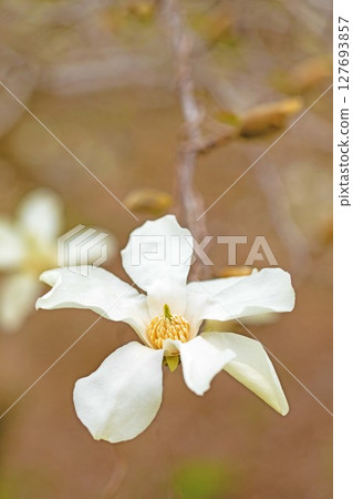 Flowers around the house, various in the four seasons. Small white magnolia flowers have begun to bloom on the trees in the park in early spring. Flowers around the house, various in the four seasons. Small white magnolia flowers have begun to bloom on the trees in the park in early spring. 127693857