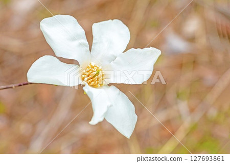 房子周圍鮮花盛開，四季皆有不同。初春時節，公園裡的樹上，開滿了白色的小玉蘭花。 127693861