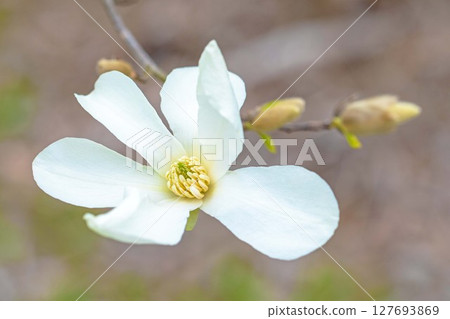 房子周圍鮮花盛開，四季皆有不同。初春時節，公園裡的樹上，開滿了白色的小玉蘭花。 127693869