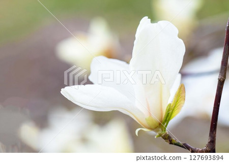 房子周圍鮮花盛開,四季皆有不同。初春時節,公園裡的樹上,開滿了白色的小玉蘭花。 房子周圍鮮花盛開,四季皆有不同。初春時節,公園裡的樹上,開滿了白色的小玉蘭花。 127693894