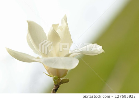 房子周圍鮮花盛開，四季皆有不同。初春時節，公園裡的樹上，開滿了白色的小玉蘭花。 127693922